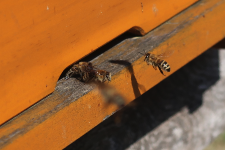 Biene verlässt den Stock